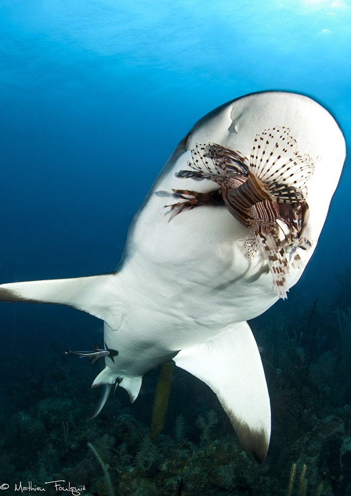 Carcharhinus-perezi-eating-a-lionfish_Cuba_FOULQUIE-Mathieu-01